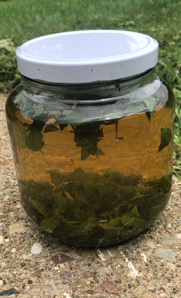 Chopped mint and water in 1/2 gallon jar set in the sun