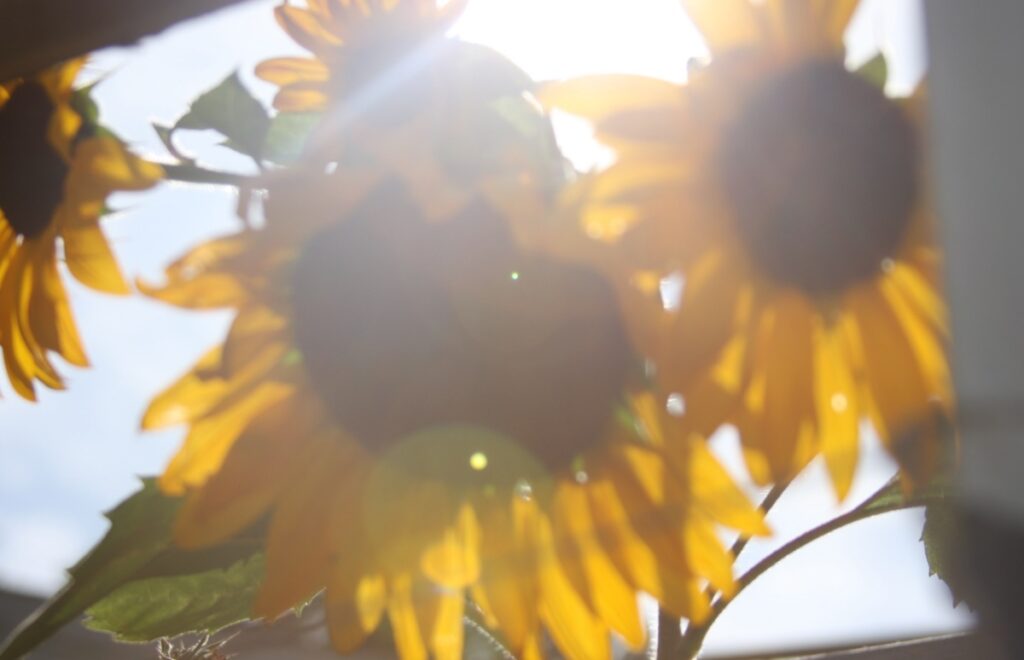 Sunflower in sunlight