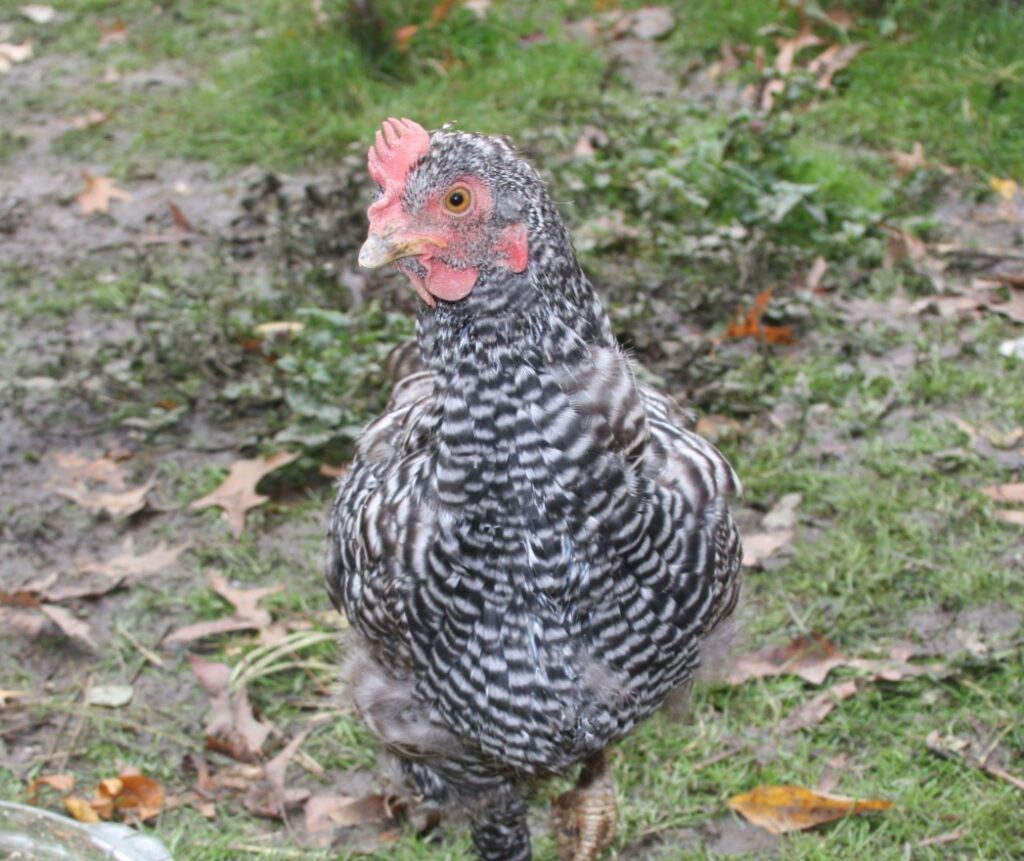 Black and white chicken in the leaves and grass losing her feathers