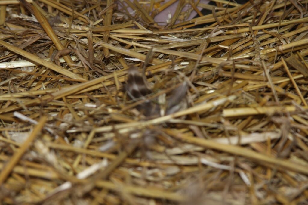 Loose feathers in chicken coop on straw