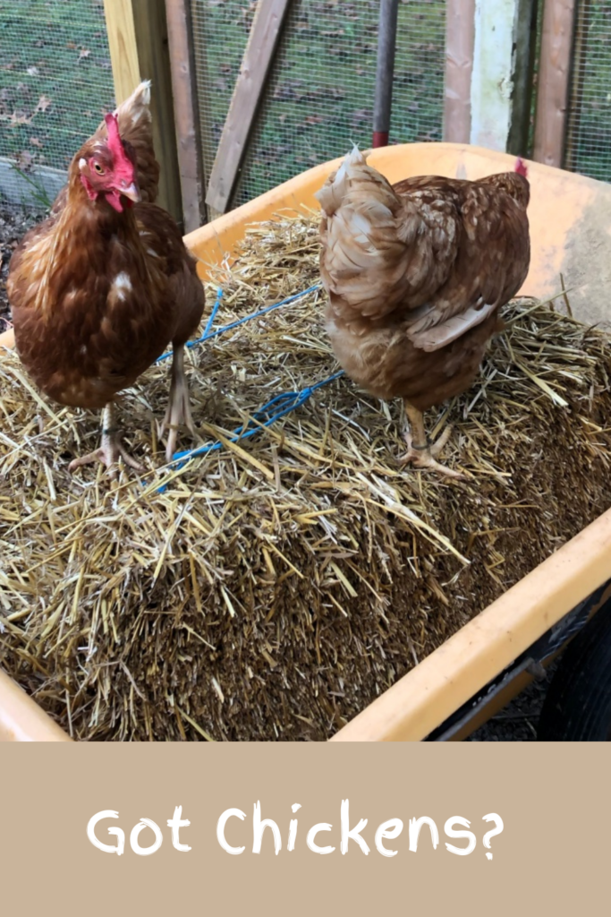 2 chickens on hay bales in a yellow wheel barrow outside