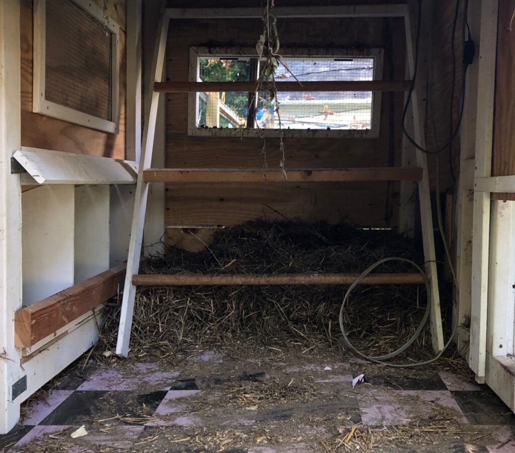dirty chicken coop with hay and roosts