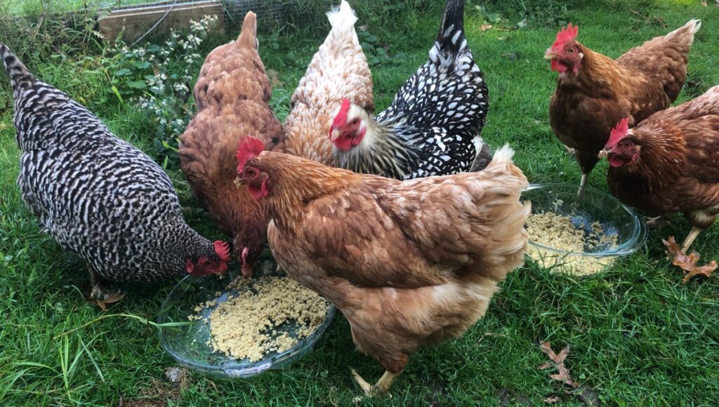 7 chickens eating fermented chicken feed on green grass
