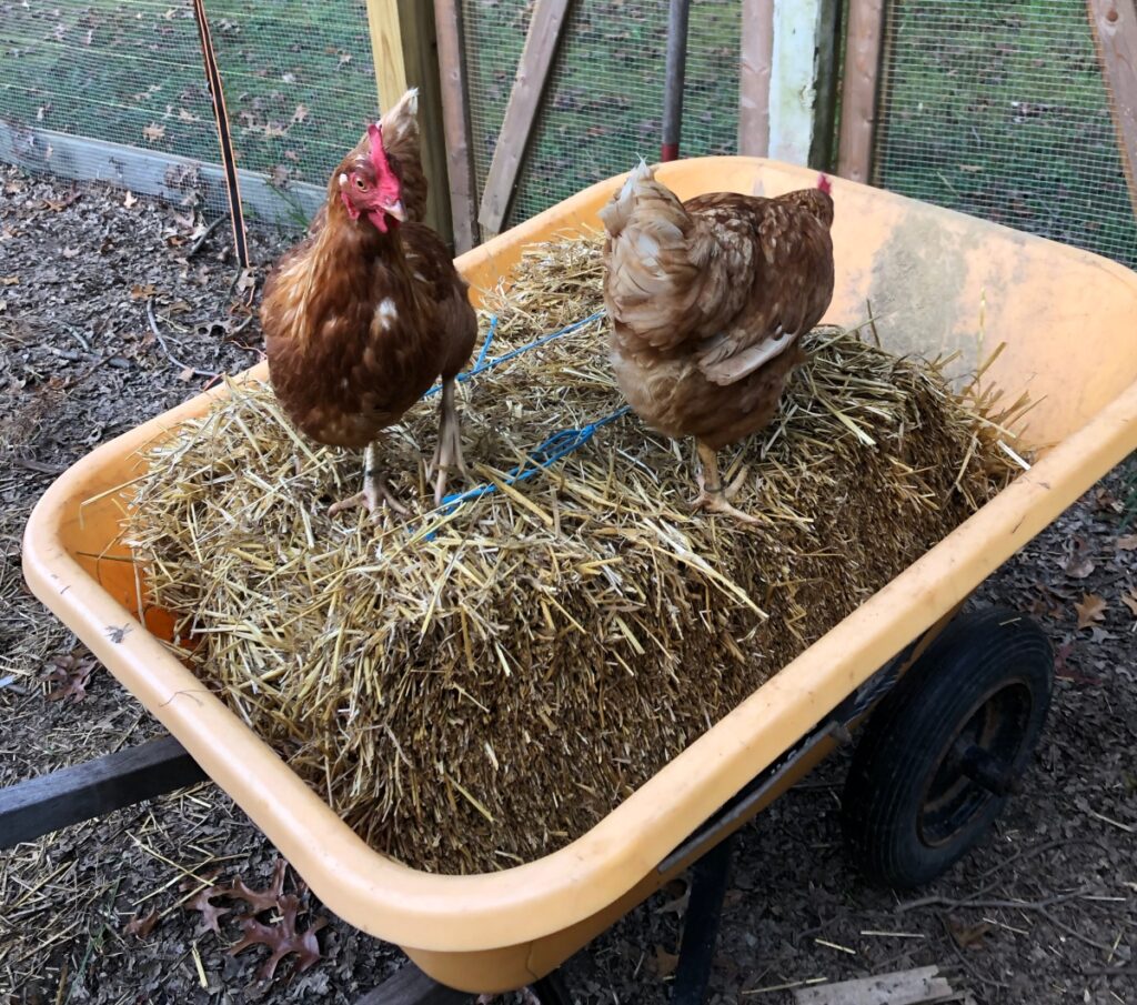 chickens on hay bales in a yellow wheel barrow