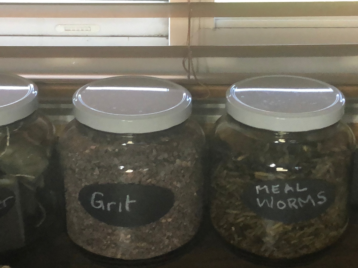 Grit in one glass jar and meal worms in the other glass jar on a counter