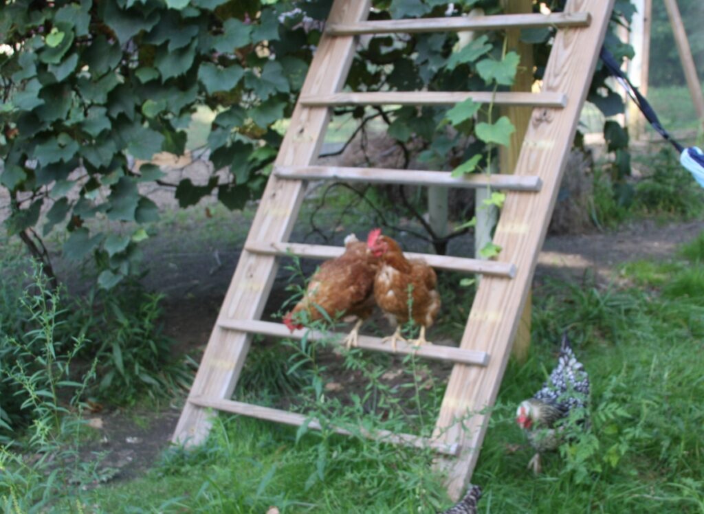 2 golden chickens on a ladder leaned against a grape vine