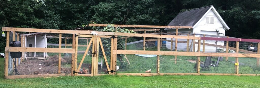 chicken run with a gate and bird netting on top