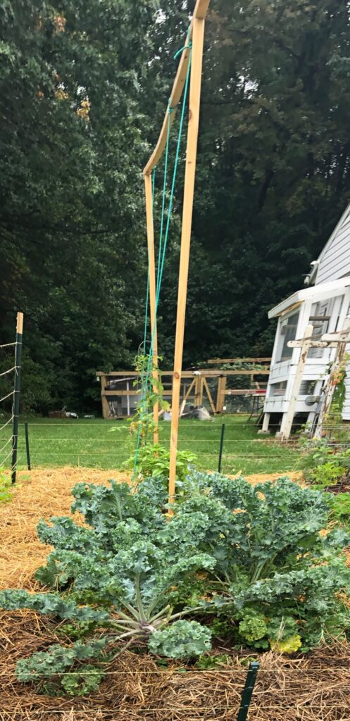 tomatoe string growing kale in outside garden mulched by straw