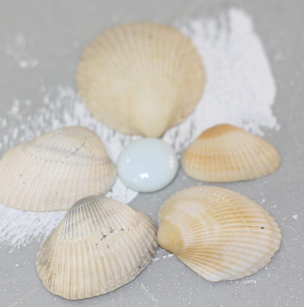 small white seashells around a light blue flat marble in a flower shape