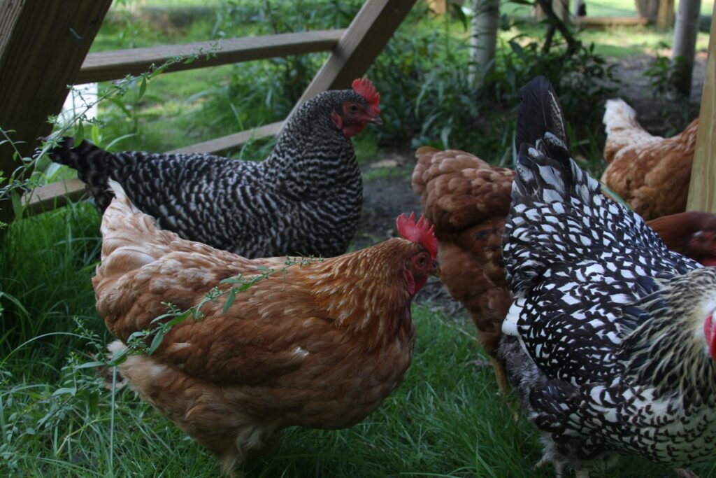 Chickens outside under cover of plants and a ladder