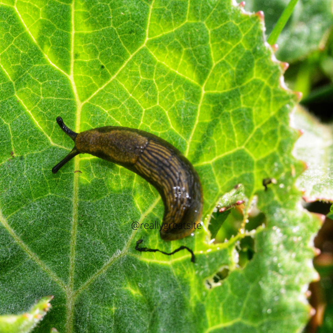 Good Bugs in the Garden Vs. Bad Bugs - ouredencultivated.com