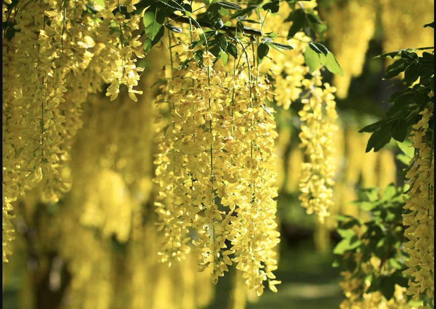Yellow hanging blooms off a laburnum tree