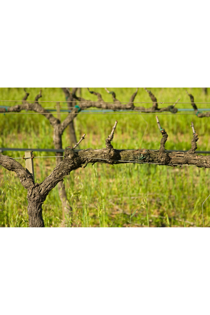 pruned grapevine on wire outside in the grassy field