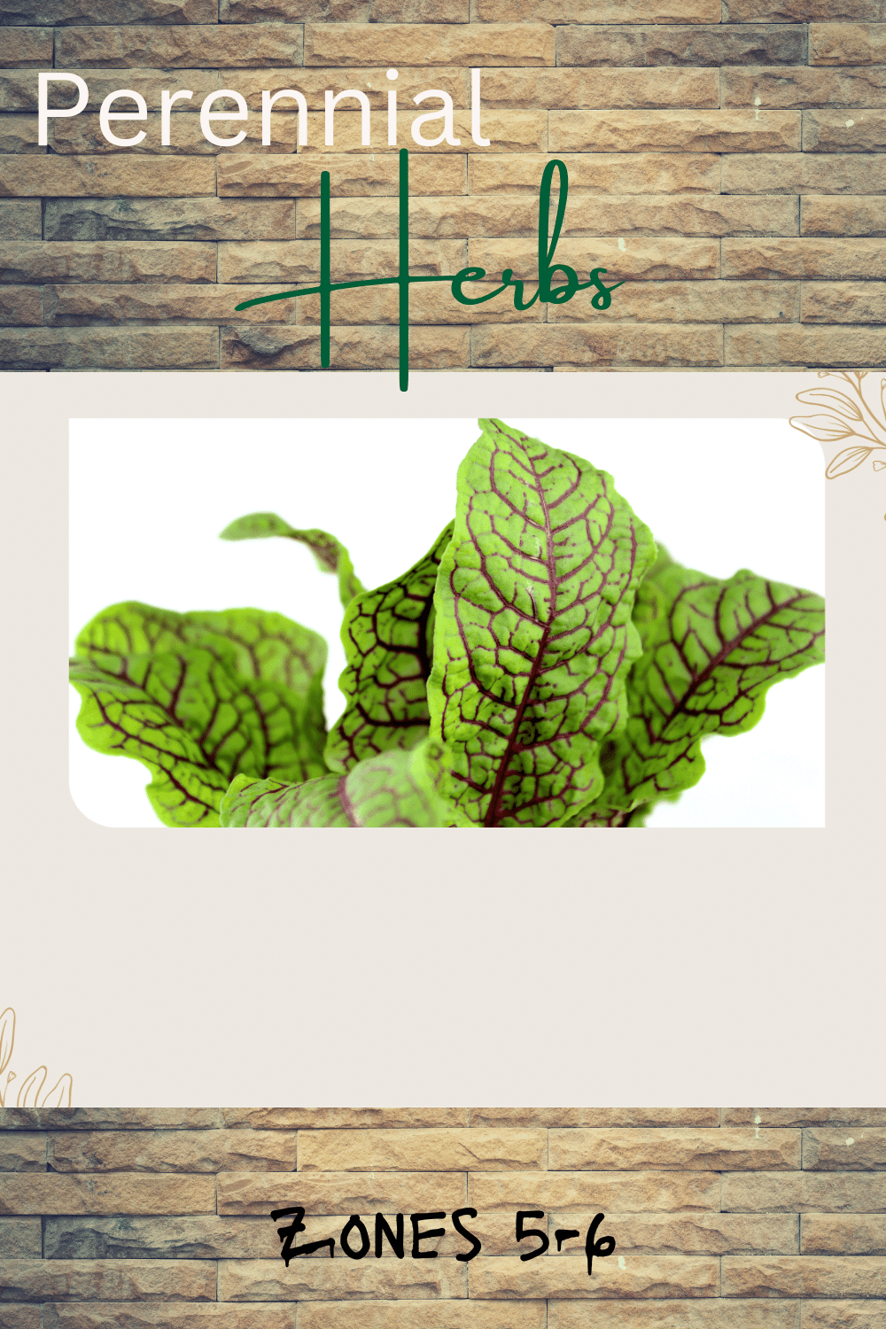 Perennial Herbs Zone 5-6b - ouredencultivated.com