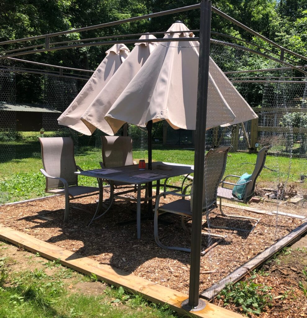 Shade structure with beige double umbrella, a broken canopy and chicken wire 